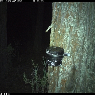 Antechinus flavipes (Yellow-footed Antechinus) at Crowther, NSW - 2 Apr 2025 by Frecko