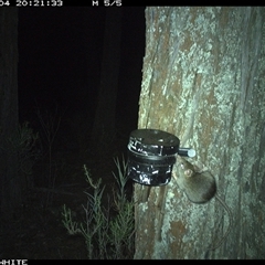 Antechinus flavipes (Yellow-footed Antechinus) at Crowther, NSW - 4 Apr 2025 by Frecko