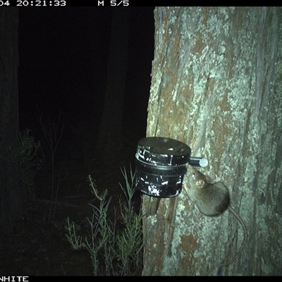 Antechinus flavipes (Yellow-footed Antechinus) at Crowther, NSW - 4 Apr 2025 by Frecko