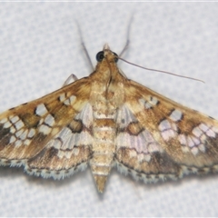 Unverified Pyralid or Snout Moth (Pyralidae & Crambidae) at Abergowrie, QLD - 20 Oct 2008 by PJH123