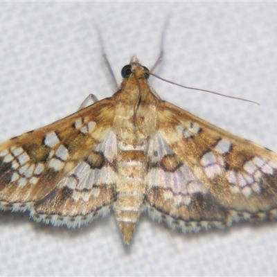 Unverified Pyralid or Snout Moth (Pyralidae & Crambidae) at Abergowrie, QLD - 20 Oct 2008 by PJH123