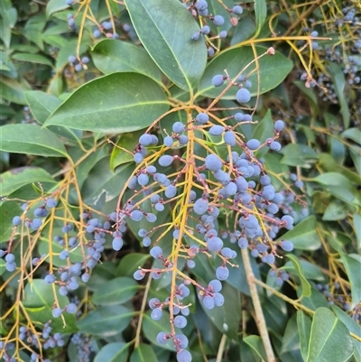 Ligustrum lucidum (Large-leaved Privet) at Gundagai, NSW - 24 Jun 2025 by MB