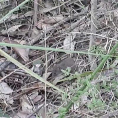 Antechinus sp. (genus) at Blue Mountains National Park, NSW - 19 Jun 2025 by JARS