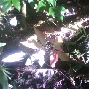 Pseudoweinmannia apetala at Syndicate, QLD - 16 Mar 2014 01:50 PM
