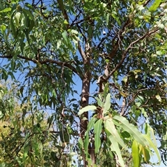 Unverified Gum Tree at Rum Jungle, NT - Yesterday by JimL