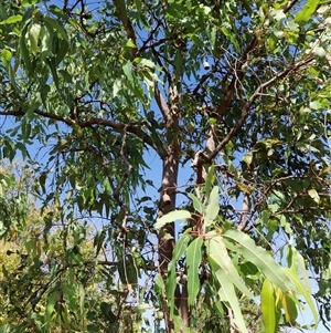 Unverified Gum Tree at Rum Jungle, NT - Yesterday by JimL