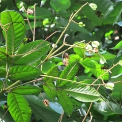 Gillbeea whypallana at Daintree, QLD - 11 Jan 2023 by JasonPStewartNMsnc2016