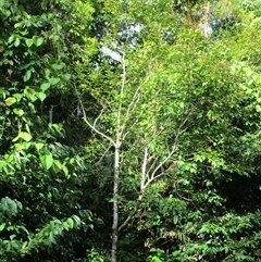 Gillbeea whypallana at Daintree, QLD - 11 Jan 2023 04:29 PM