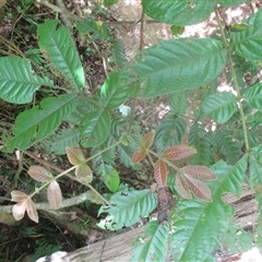 Gillbeea whypallana at Upper Daintree, QLD - 18 Nov 2017 by JasonPStewartNMsnc2016