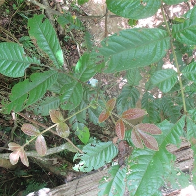 Gillbeea whypallana at Upper Daintree, QLD - 18 Nov 2017 by JasonPStewartNMsnc2016