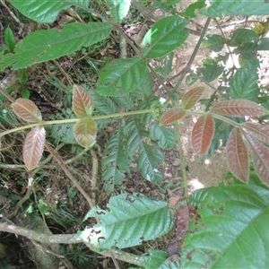 Gillbeea whypallana at Upper Daintree, QLD - 18 Nov 2017 12:26 PM
