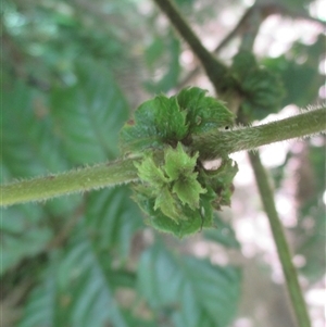 Gillbeea whypallana at Upper Daintree, QLD - 18 Nov 2017 12:26 PM
