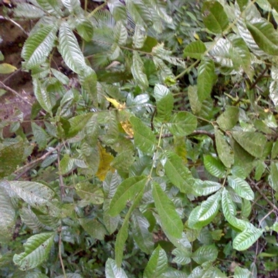 Gillbeea whypallana at Syndicate, QLD - 18 Oct 2014 by JasonPStewartNMsnc2016