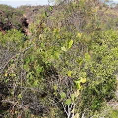Unverified Climbers at Litchfield Park, NT - Yesterday by JimL