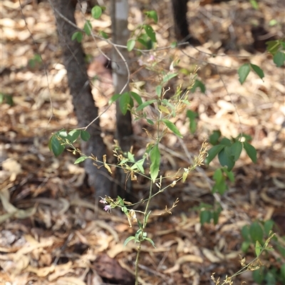 Unverified Plant at Litchfield Park, NT - Yesterday by JimL
