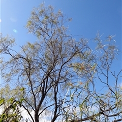 Unverified Wattle at Litchfield Park, NT - Yesterday by JimL