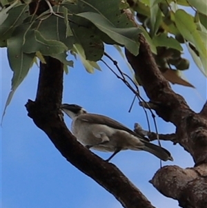 Entomyzon cyanotis at Litchfield Park, NT - Today by JimL