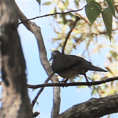 Unverified Pigeon or Dove by JimL