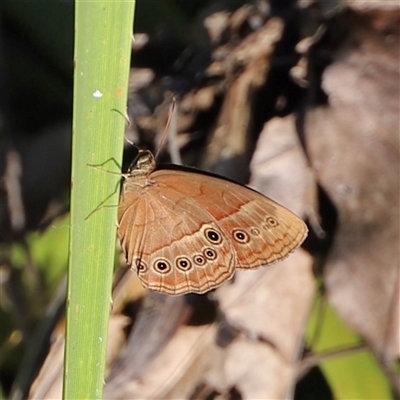 Unverified Butterfly (Lepidoptera, Rhopalocera) by JimL