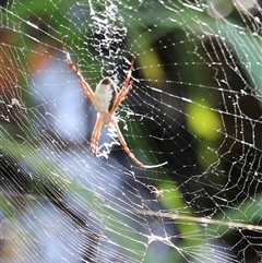 Unverified Spider by JimL