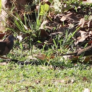 Unverified Pigeon or Dove by JimL