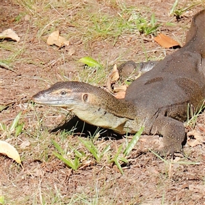 Varanus mertensi by JimL