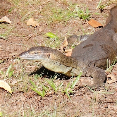 Varanus mertensi (Mertens' Water Monitor) at Litchfield Park, NT - Yesterday by JimL