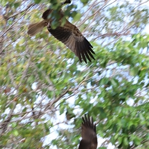 Milvus migrans at Litchfield Park, NT - suppressed