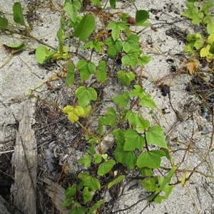 Passiflora foetida complex at Cooya Beach, QLD - 3 Mar 2023 11:39 AM