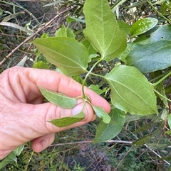 Clematis (genus) at Caparra, NSW - Yesterday by maznee