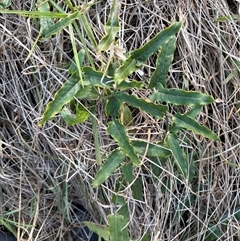 Araujia sericifera at Caparra, NSW - Yesterday by maznee