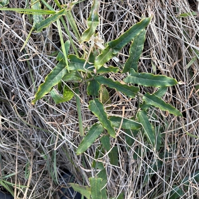 Araujia sericifera at Caparra, NSW - Yesterday by maznee