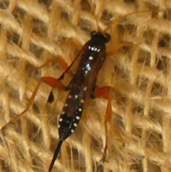 Echthromorpha intricatoria (Cream-spotted Ichneumon) at Braemar, NSW - 23 Jun 2025 by Curiosity