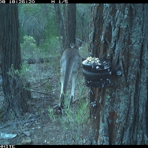 Macropus giganteus (Eastern Grey Kangaroo) at Crowther, NSW - 8 Apr 2025 by Frecko
