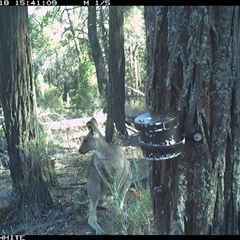 Macropus giganteus (Eastern Grey Kangaroo) at Crowther, NSW - 18 Apr 2025 by Frecko