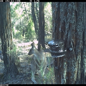Macropus giganteus (Eastern Grey Kangaroo) at Crowther, NSW - 18 Apr 2025 by Frecko