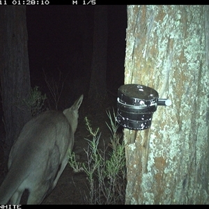 Macropus giganteus (Eastern Grey Kangaroo) at Crowther, NSW - 11 Apr 2025 by Frecko