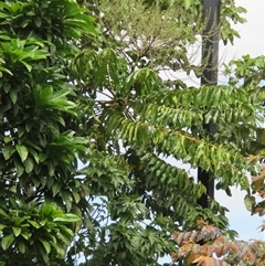 Polyscias nodosa at Smithfield, QLD - 20 Apr 2015 by JasonPStewartNMsnc2016