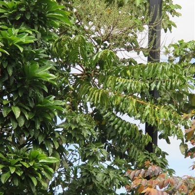 Polyscias nodosa at Smithfield, QLD - 20 Apr 2015 by JasonPStewartNMsnc2016