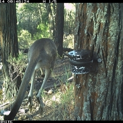 Macropus giganteus (Eastern Grey Kangaroo) at Crowther, NSW - 14 Apr 2025 by Frecko