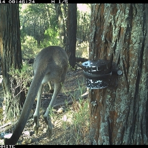 Macropus giganteus (Eastern Grey Kangaroo) at Crowther, NSW - 14 Apr 2025 by Frecko