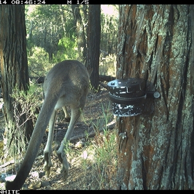 Macropus giganteus (Eastern Grey Kangaroo) at Crowther, NSW - 14 Apr 2025 by Frecko