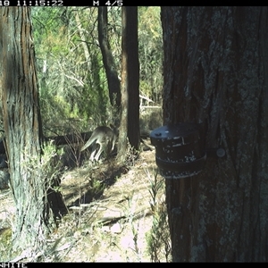 Macropus giganteus (Eastern Grey Kangaroo) at Crowther, NSW - 18 Apr 2025 by Frecko