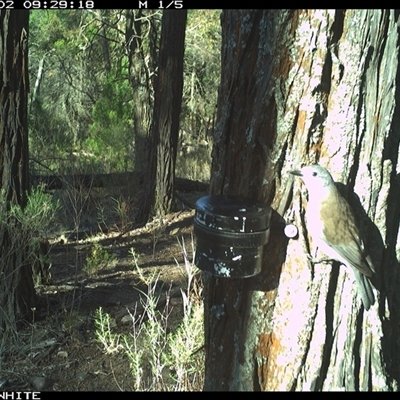 Colluricincla harmonica (Grey Shrikethrush) at Crowther, NSW - 2 Apr 2025 by Frecko
