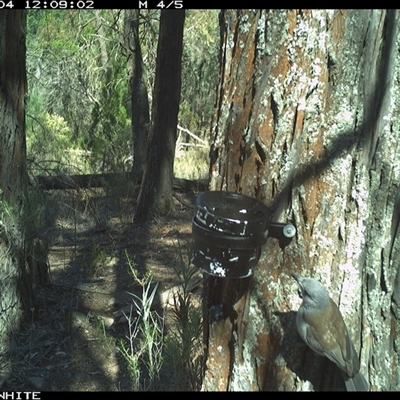 Colluricincla harmonica (Grey Shrikethrush) at Crowther, NSW - 4 Apr 2025 by Frecko