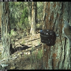 Colluricincla harmonica (Grey Shrikethrush) at Crowther, NSW - 9 Apr 2025 by Frecko