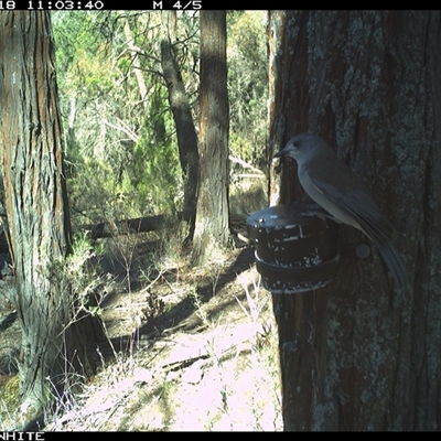 Colluricincla harmonica (Grey Shrikethrush) at Crowther, NSW - 18 Apr 2025 by Frecko