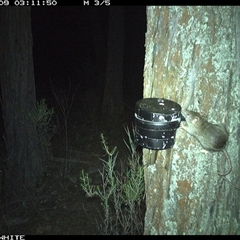 Rattus rattus (Black Rat) at Crowther, NSW - 9 Apr 2025 by Frecko