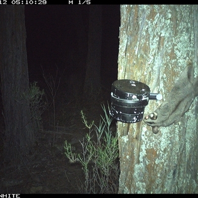 Petaurus norfolcensis (Squirrel Glider) at Crowther, NSW - 12 Apr 2025 by Frecko