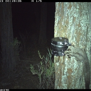 Petaurus norfolcensis (Squirrel Glider) at Crowther, NSW - 13 Apr 2025 by Frecko